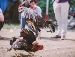 Tragedi Razia Sabung Ayam di Kota Tegal, Satu Orang Ditemukan Tewas Tenggelam