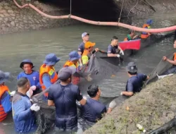 Petugas Penangkap Ikan Sapu-Sapu Diganjar Rp25 Ribu per Kg dan Tiket Gratis ke Ancol