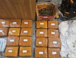 Diciduk di Tanah Abang Usai Ambil Paket Ekspedisi, Pengedar Bawa 3,6 Kg Ganja