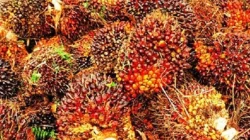 Ninja Sawit Terbongkar di Bengkalis, Gasak 1 Ton Buah Sawit Pakai Truk