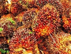 Ninja Sawit Terbongkar di Bengkalis, Gasak 1 Ton Buah Sawit Pakai Truk