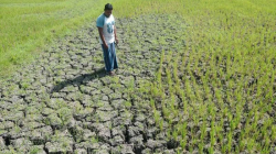 BMKG: Kemarau 2026 Diprediksi Lebih Kering dari Normal 30 Tahun Terakhir
