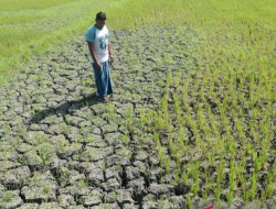 BMKG: Kemarau 2026 Diprediksi Lebih Kering dari Normal 30 Tahun Terakhir