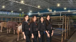 Wangi Parfum Beradu Aroma Kandang, Kisah Nayla Eks SPG Mobil Mewah yang Kini Jadi “Pramugari Sapi”
