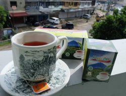 Ternyata Teh Kayu Aro dari Kerinci Punya Khasiat untuk Kesehatan : Produksi PTPN IV