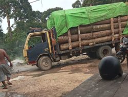 Truk Muatan Kayu Log Diduga Ilegal Bebas Melintas Tempino–Seberang Kota, Aparat Diminta Jangan Tutup Mata
