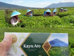 Fakta Menarik Teh Kayu Aro, Kebanggaan Jambi yang Jadi Favorit Kerajaan Eropa