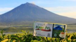 Nikmati Keistimewaan Teh Kayu Aro, Aroma Legendaris dari Lereng Gunung Kerinci