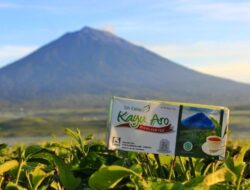 Nikmati Keistimewaan Teh Kayu Aro, Aroma Legendaris dari Lereng Gunung Kerinci
