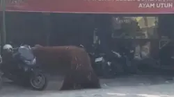 Orang Utan Solo Safari Kabur, Masuk Warung dan Santap Ayam Goreng