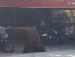 Orang Utan Solo Safari Kabur, Masuk Warung dan Santap Ayam Goreng