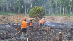 6 Kabupaten di Jambi Rawan Karhutla, Luas Lahan Terbakar Tembus 300 Hektare
