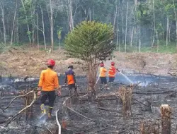 6 Kabupaten di Jambi Rawan Karhutla, Luas Lahan Terbakar Tembus 300 Hektare
