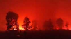 Kebakaran Melanda Taman Nasional Way Kambas, Tim Gabungan Berjibaku Padamkan Api